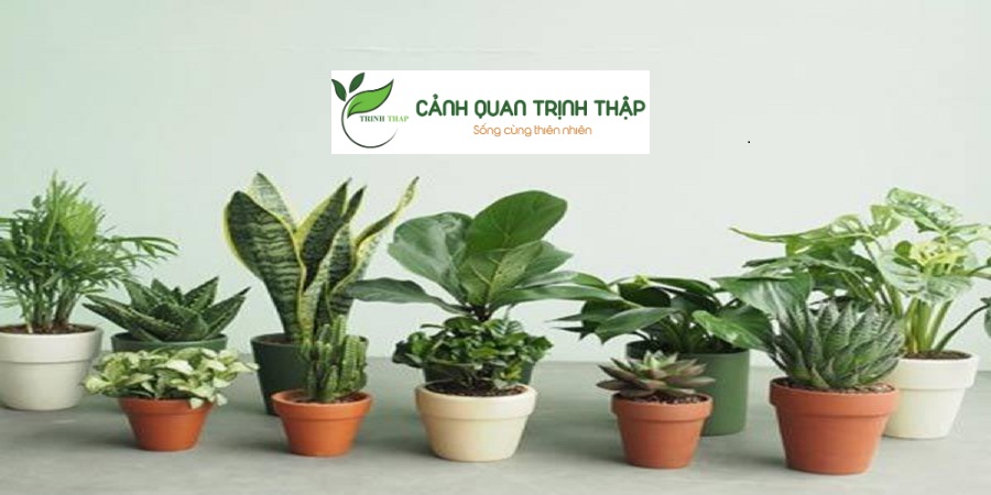 Công ty cho thuê cây xanh tại Hà Nội nên xem